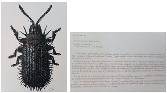 insectes 4