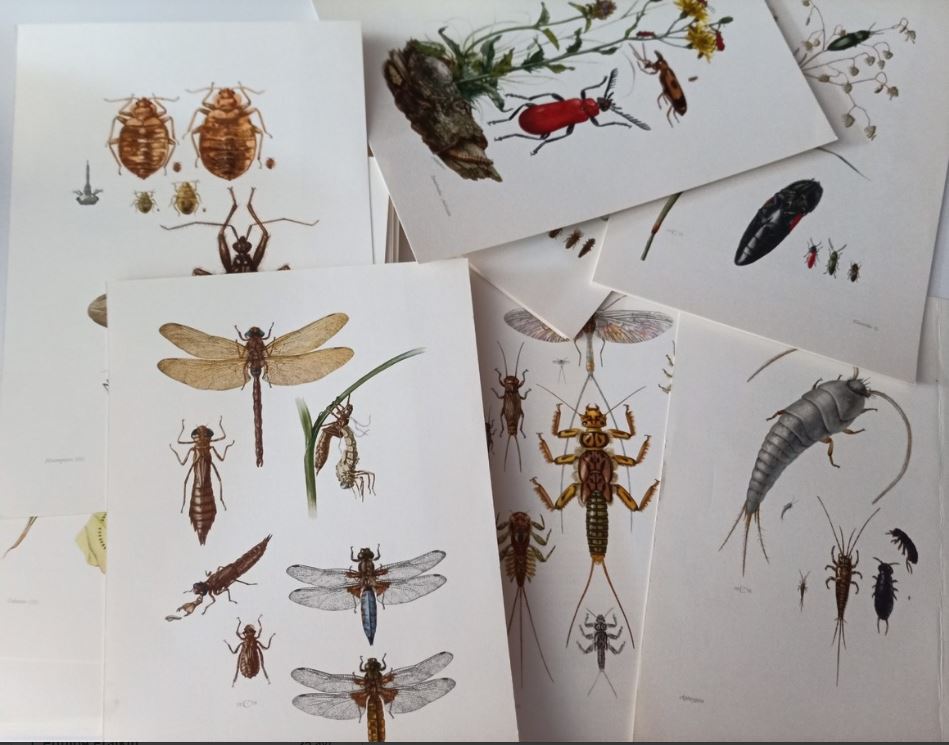 insectes 5